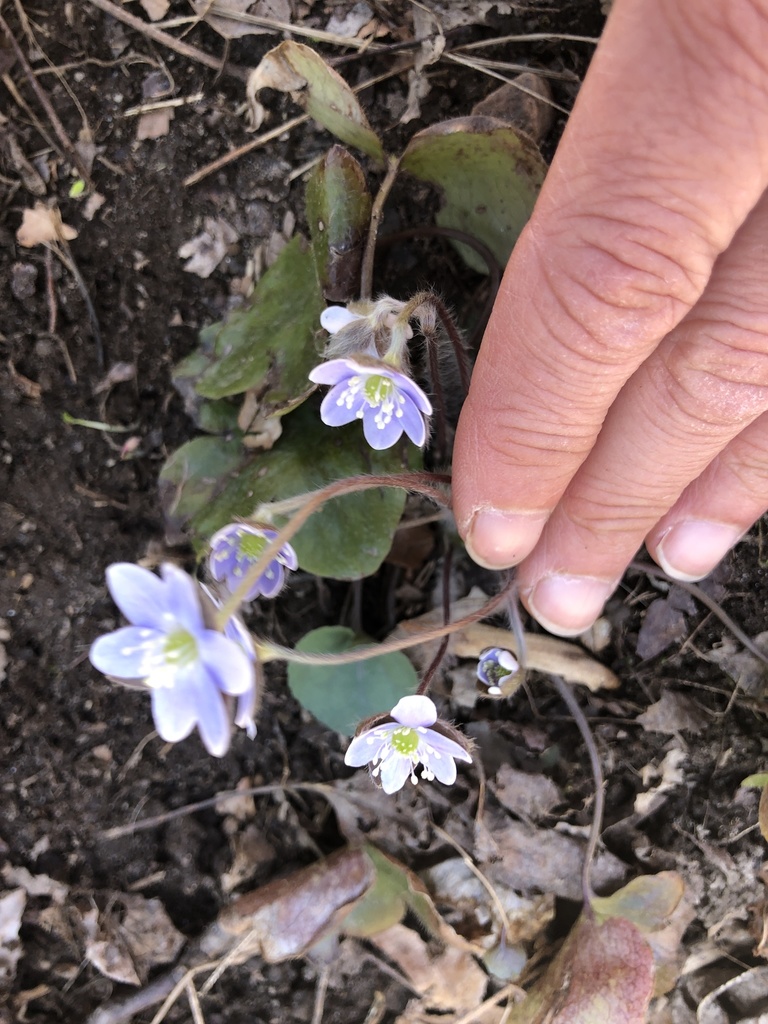 roundlobed hepatica from Zion Rd, Brookeville, MD, US on March 30