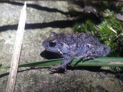 Dusky Toadlet