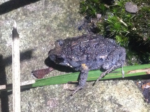 Dusky Toadlet