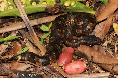 New Guinea Ground Boa - Photo (c) Christian Langner, all rights reserved, uploaded by Christian Langner