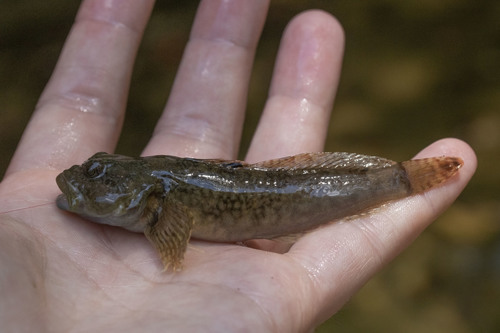 Knobfin Sculpin