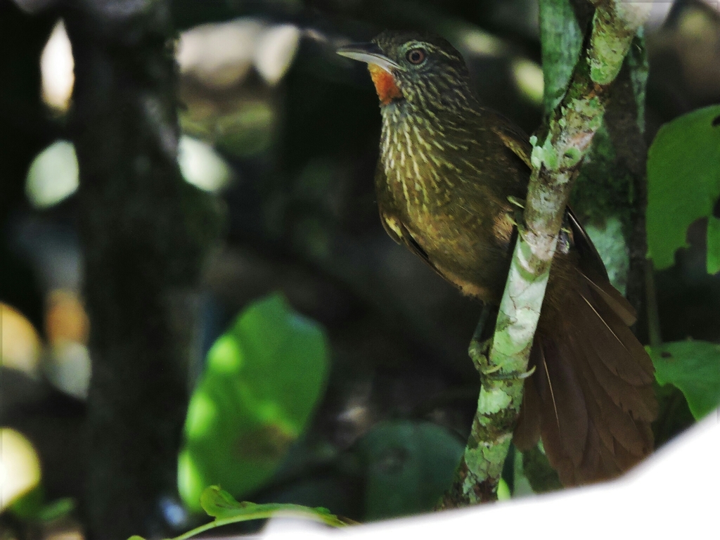 Orinoco Softtail photo