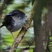 Silvered Antbird - Photo (c) Manakin Nature Tours, all rights reserved, uploaded by Manakin Nature Tours