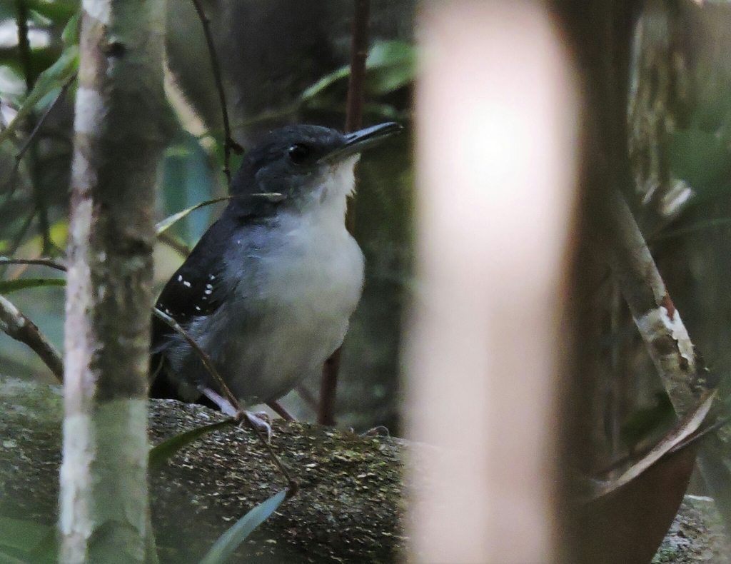 Yapacana Antbird photo