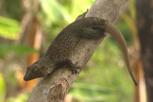Saint George Island Gecko