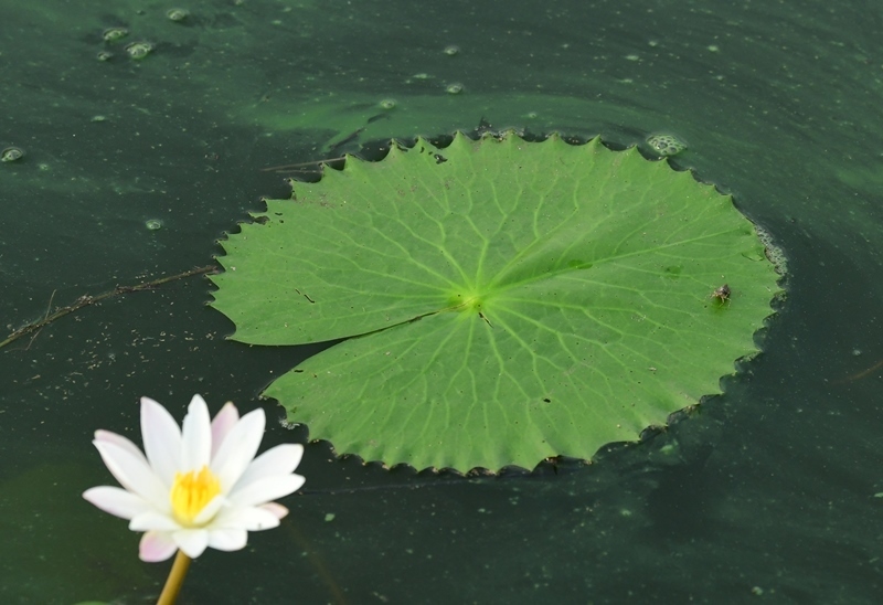 100 Graines De N&eacute;nuphar Blanc (Nymphaea Pubescens
