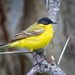 Black-headed Wagtail - Photo (c) egorbirder, all rights reserved