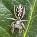 Metaphidippus siticulosus - Photo (c) S.S., all rights reserved, uploaded by S.S.