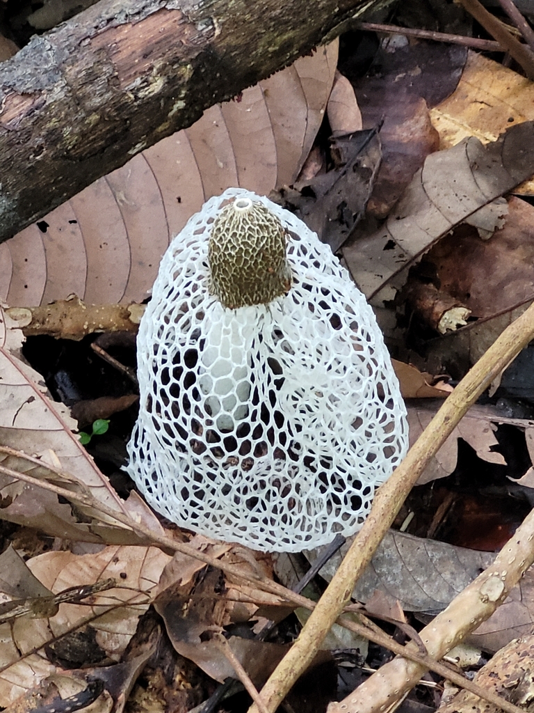 bridal veil stinkhorn from Chestnut Nature Park on April 17, 2021 at 09