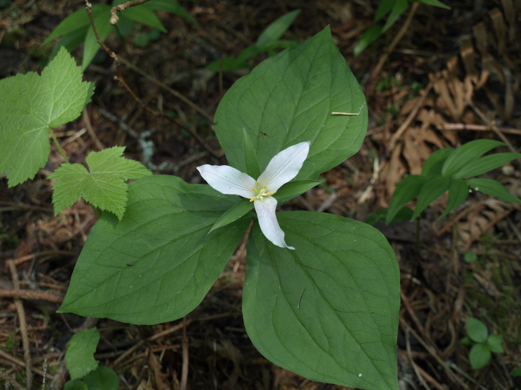 Pacific trillium from Pacific, Arcata, CA, USA on April 16, 2021 by