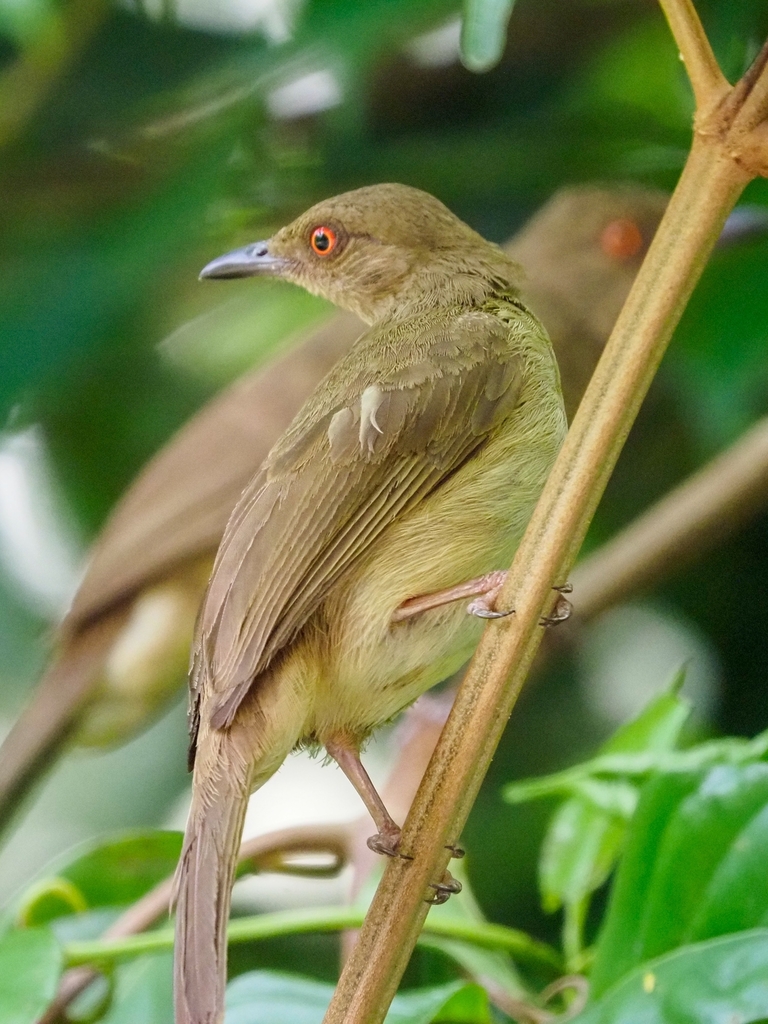 Asian Red-eyed Bulbul in April 2021 by Chan Chee Keong · iNaturalist