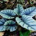 Alocasia reginae - Photo (c) Chien Lee, all rights reserved, uploaded by Chien Lee