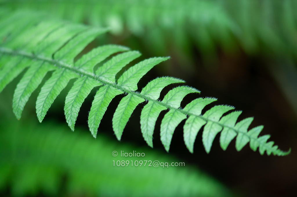 Diplazium pullingeri (Diplazium pullingeri)