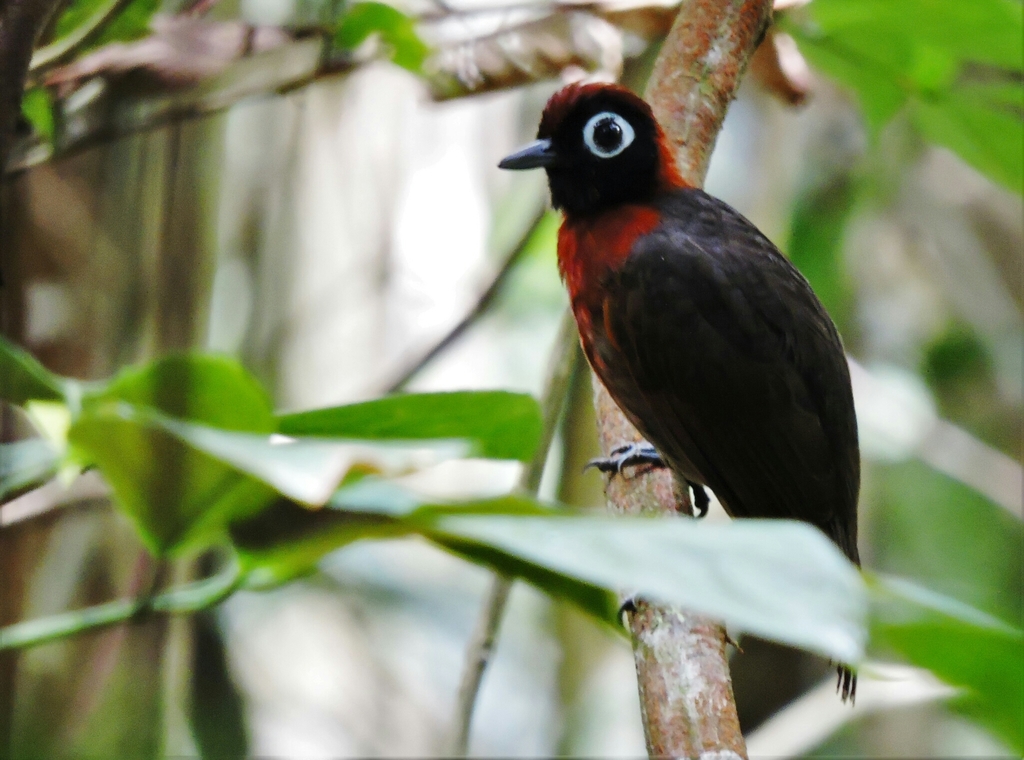 Chestnut-crested Antbird