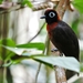 Chestnut-crested Antbird - Photo (c) Manakin Nature Tours, all rights reserved, uploaded by Manakin Nature Tours