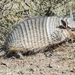 Screaming Hairy Armadillo - Photo (c) Jake Mohlmann, all rights reserved, uploaded by Jake Mohlmann