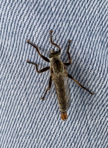 Eutolmus lusitanicus · iNaturalist