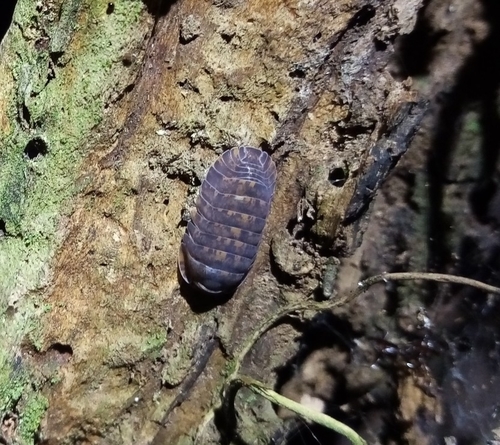 Armadillidae image