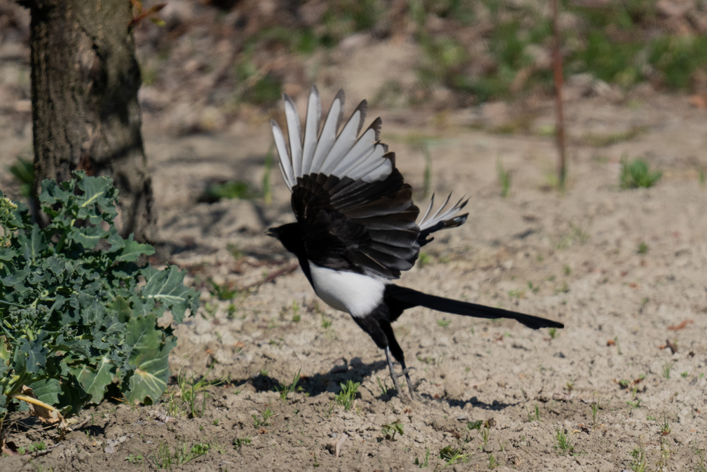 Eurasian Magpie From Fully Valais CH On April 13 2021 At 11 08 AM By   Large 