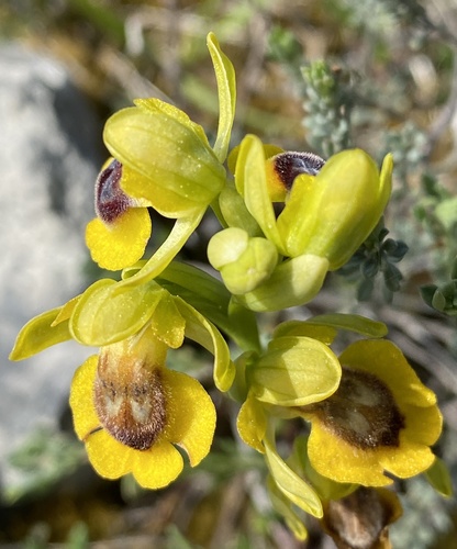 Yellow Bee-orchid