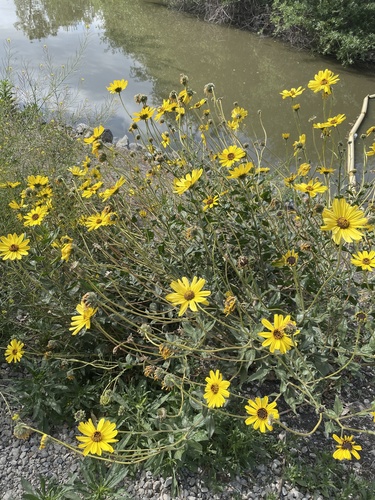 iNaturalist observation photo of California brittlebush