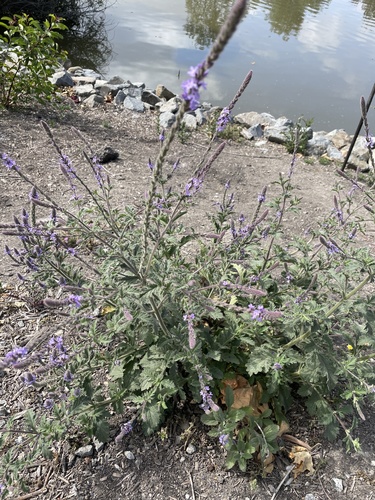 iNaturalist observation photo of western vervain
