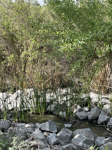 iNaturalist observation photo of hardstem bulrush