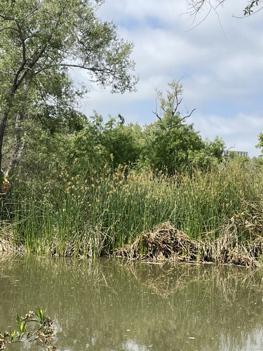 iNaturalist observation photo of Schoenoplectus Bulrushes