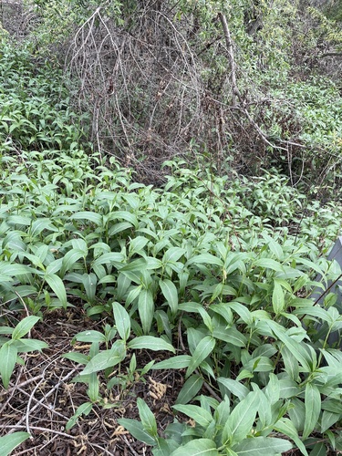 iNaturalist observation photo of longroot smartweed