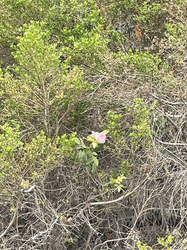 iNaturalist observation photo of California Wild Rose