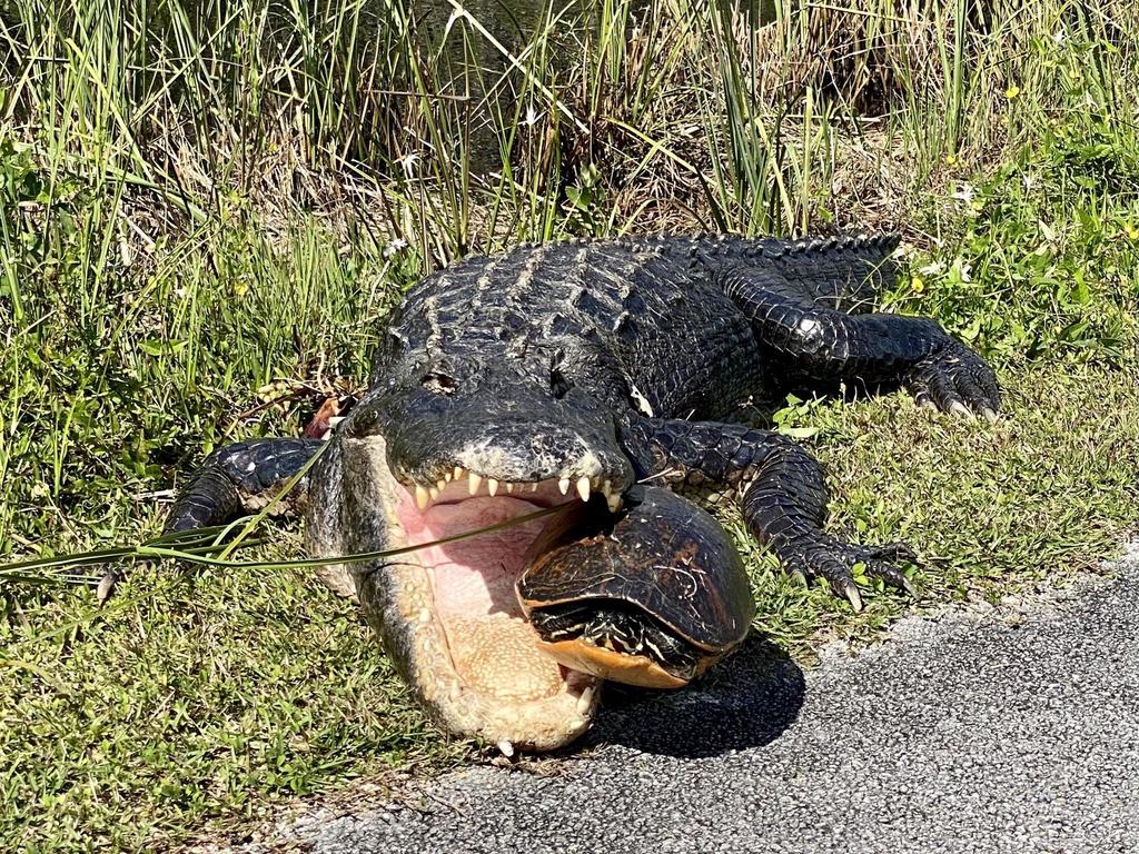 American Alligator From I 75 Naples Fl 34114 Usa On February 03