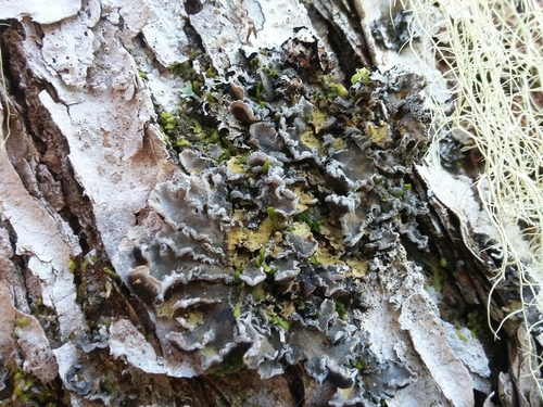 Vole Ears Lichen