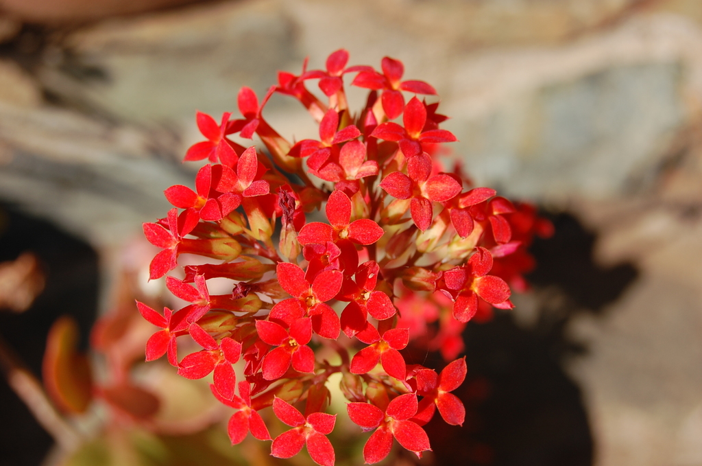 Kalanchoe blossfeldiana