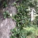 Hydrangea serratifolia - Photo (c) Eric Rojas Abarca, כל הזכויות שמורות, uploaded by Eric Rojas Abarca