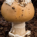 Springtime Amanita - Photo (c) Michelle C. Torres-Grant, all rights reserved