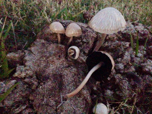 Panaeolus antillarum