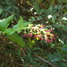 Coriaria myrtifolia - Photo (c) dries-fatsah, todos los derechos reservados