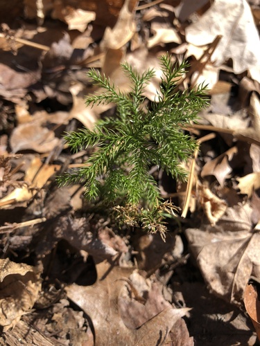 photo of Prickly Tree-clubmoss (Dendrolycopodium dendroideum)