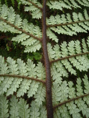 New Zealand Tree Fern - Photo (c) Nick Saville, all rights reserved, uploaded by Nick Saville