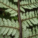 Dicksonia squarrosa - Photo (c) Nick Saville, kaikki oikeudet pidätetään, lähettänyt Nick Saville