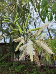 Image of Mimosa caesalpiniifolia