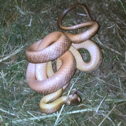 Brown Tree Snake sighting