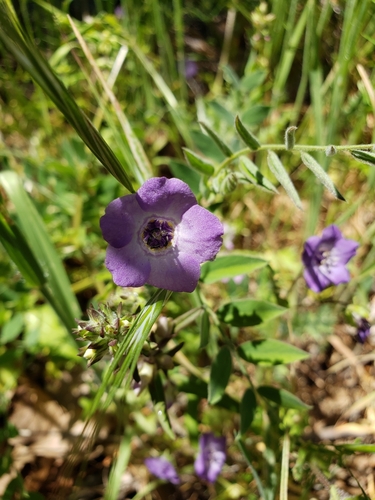 iNaturalist observation photo of Fiesta Flower