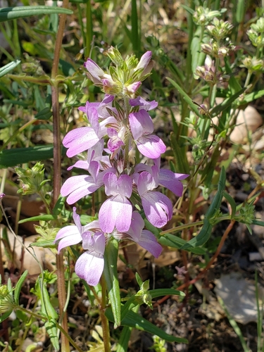 iNaturalist observation photo of Purple Chinese Houses