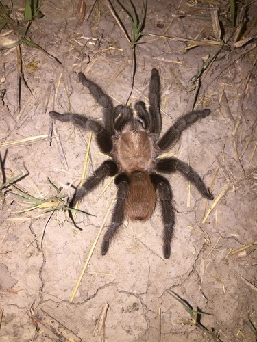 Texas Tan Tarantula