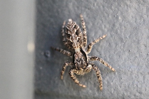 California Flattened Jumping Spider
