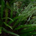 Lepisorus kawakamii - Photo (c) LINDA .EVF, todos los derechos reservados, subido por LINDA .EVF