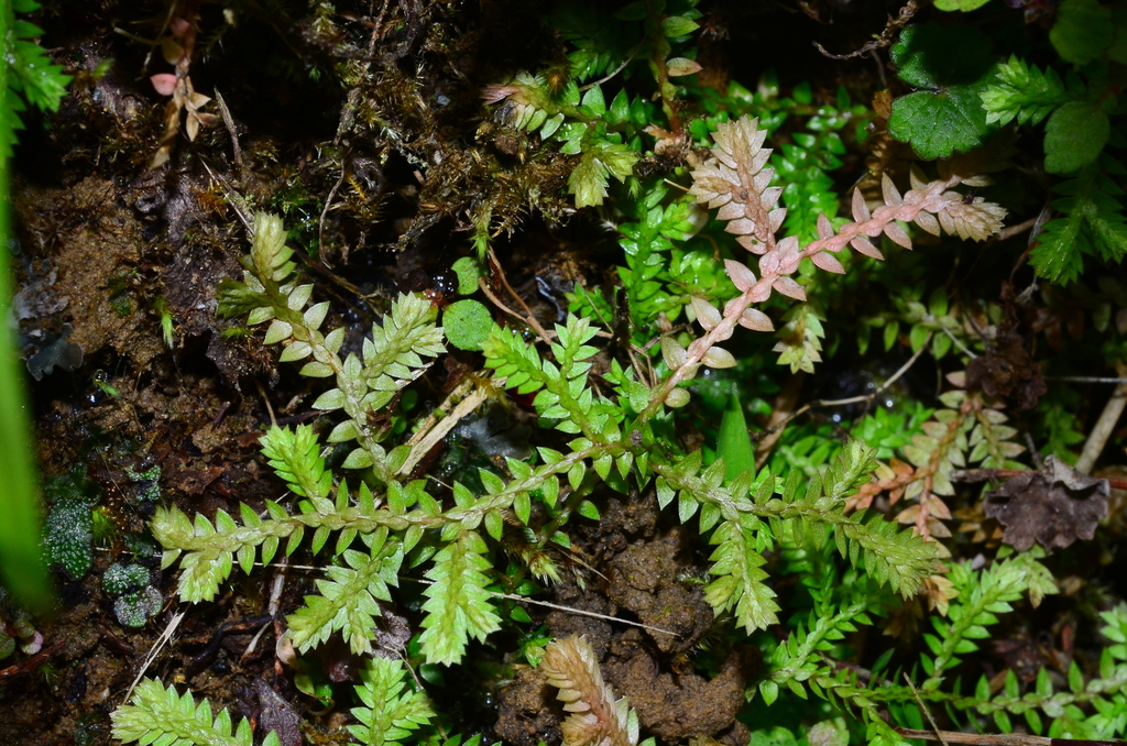 Selaginella remotifolia (Selaginella remotifolia)