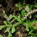 Selaginella remotifolia - Photo (c) LINDA .EVF, כל הזכויות שמורות, הועלה על ידי LINDA .EVF