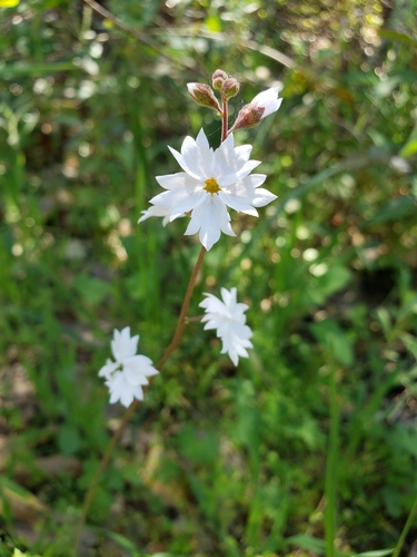 iNaturalist observation photo of San Francisco woodland-star